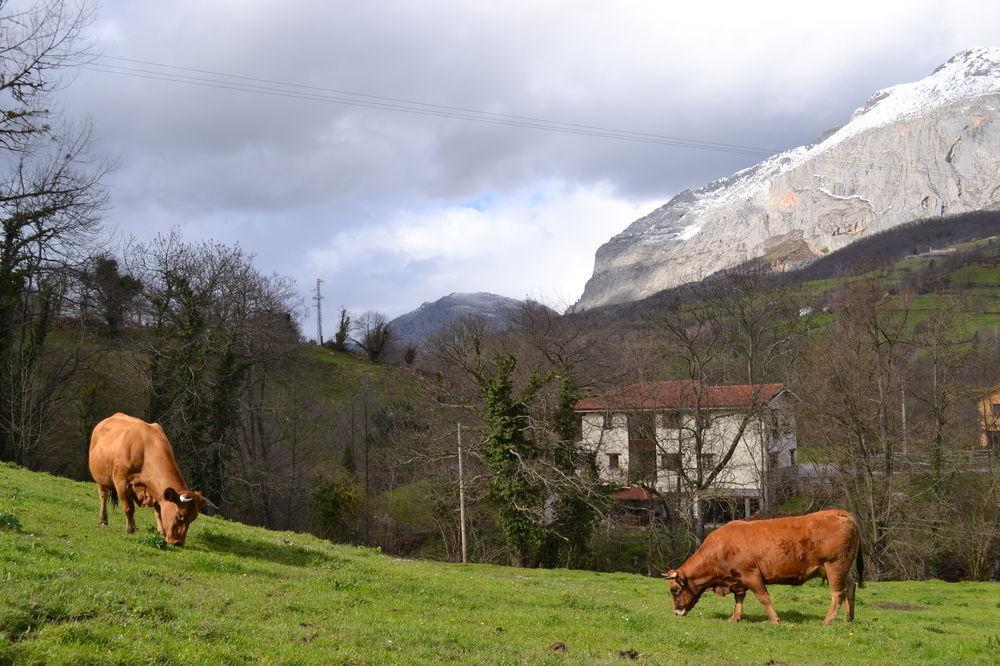Alesga Hotel Rural - Valles Del Oso -Asturias San Salvador  Dış mekan fotoğraf